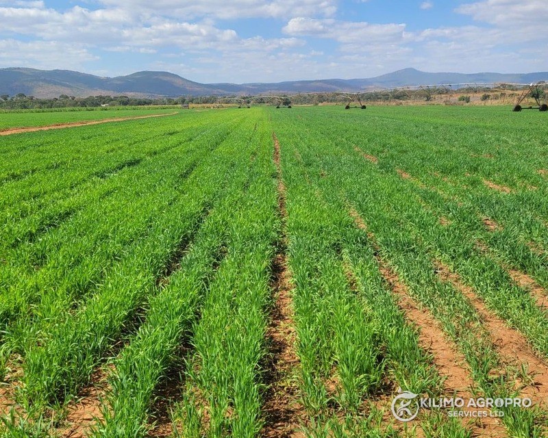 A wheat crop under centre-pivot irrigation, with hills behind
