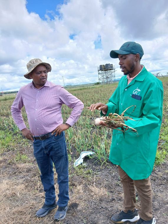 An agronomist and farmer examining a crop sample