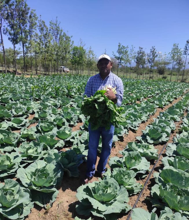 Harvesting cabbage on a commercial block