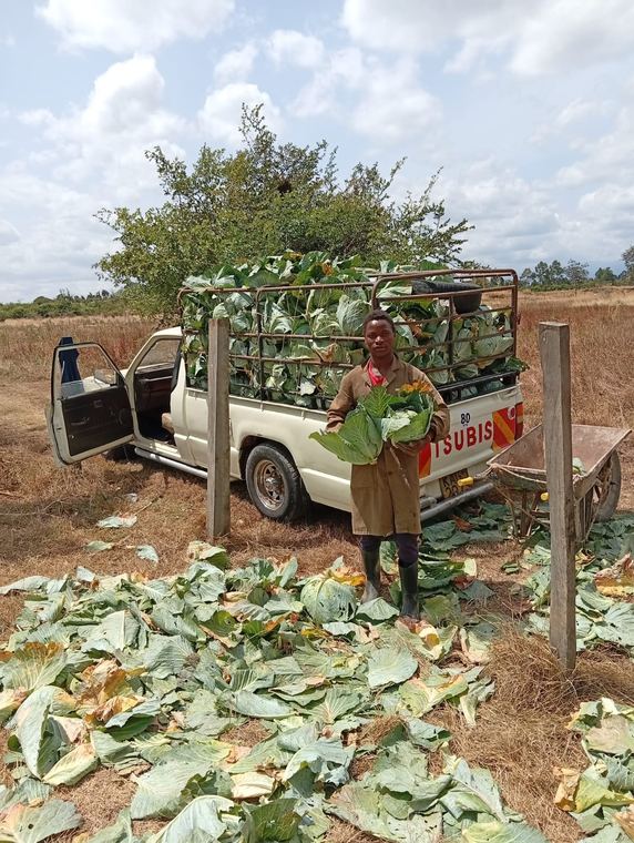 Cabbage loaded for transport to market