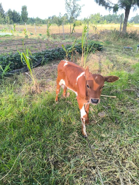 A well-grown calf in a rearing paddock