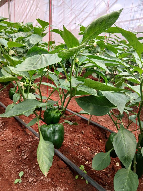 A capsicum plant carrying fruit under greenhouse cover