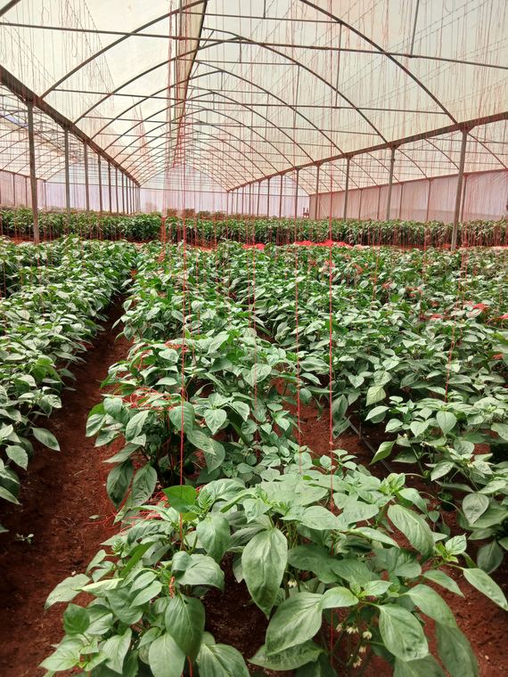 Rows of capsicum in a commercial greenhouse