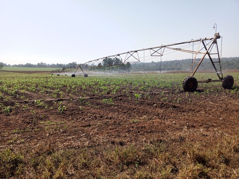 A centre pivot irrigating a field crop