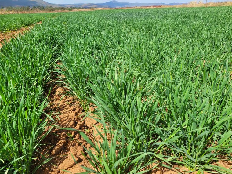 Close canopy of a cereal trial crop