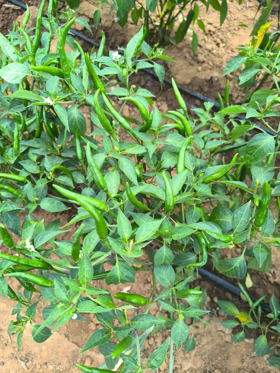 A chilli crop in full vegetative growth