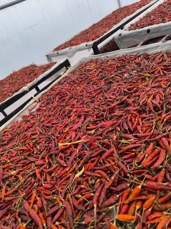 Chilli drying on raised racks under cover