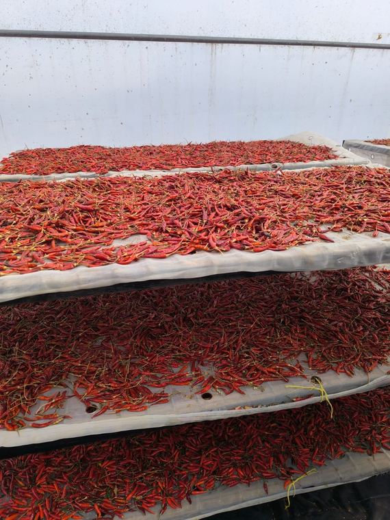 Tiered drying racks in a solar dryer