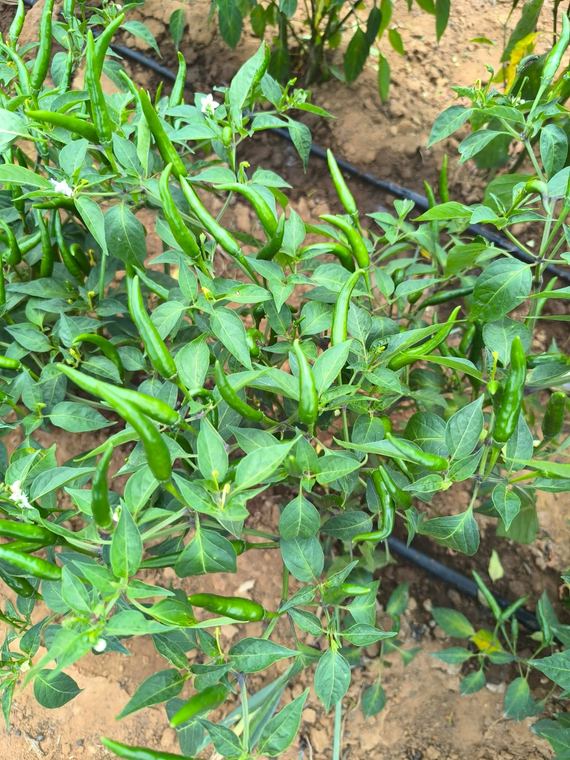 Chilli plants under drip irrigation