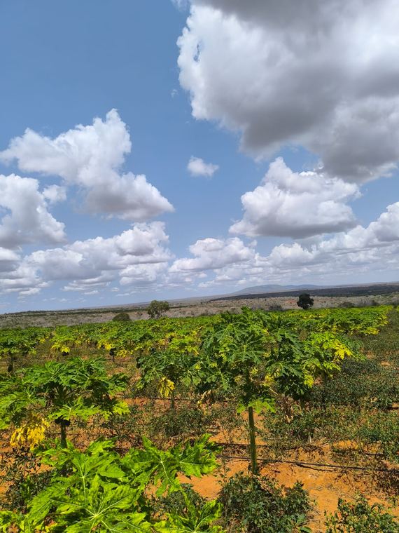 A chilli block under open-field production