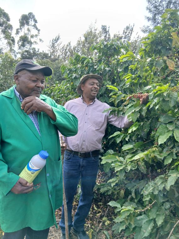 Advisory discussion beside a coffee crop