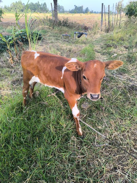 A dairy calf on established pasture
