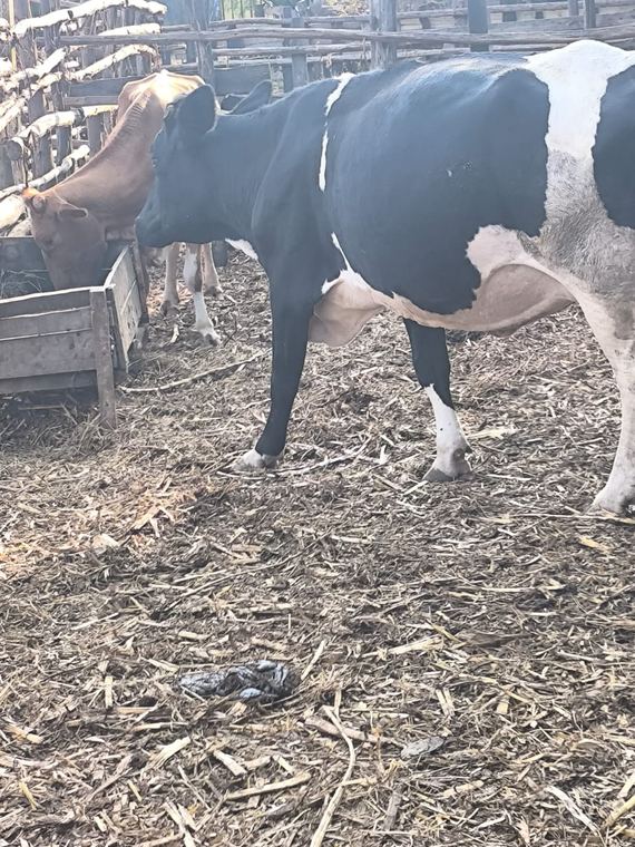 Dairy cows at the feed face