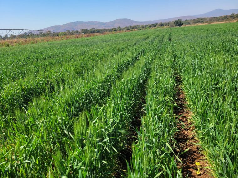 A demonstration plot in early establishment