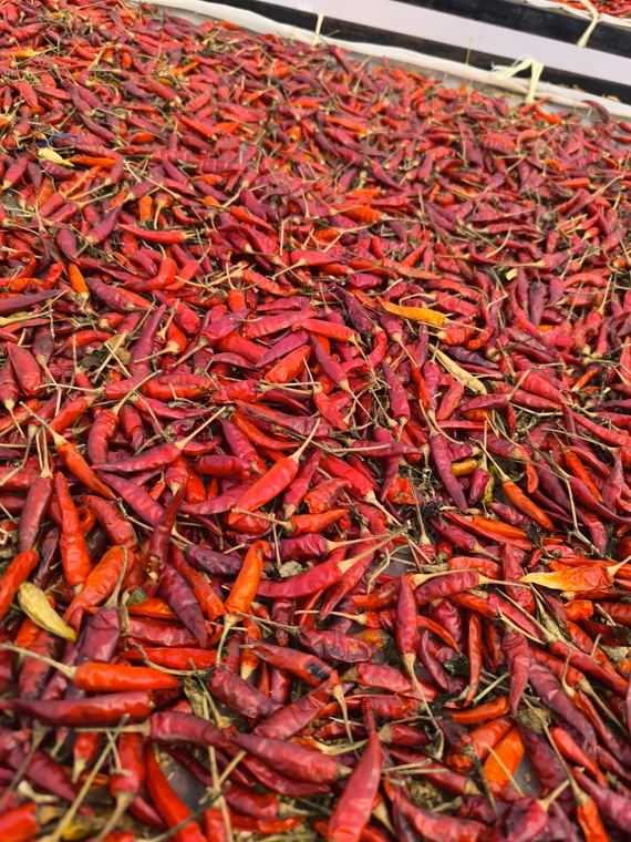 Dried chilli ready for grading