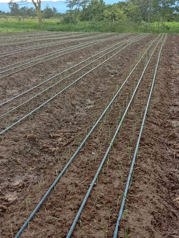 Field-scale drip irrigation on prepared land