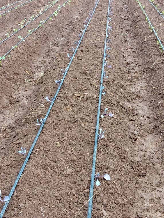 Drip lines laid out on newly formed beds