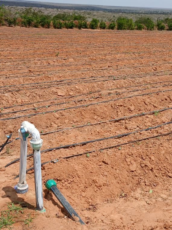 A drip riser serving newly prepared land