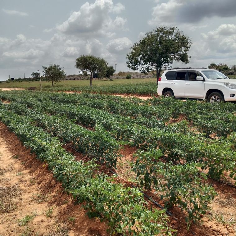 A leased block under an established crop