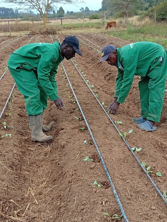 A field crew planting to a drip line