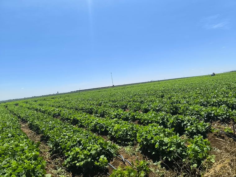 Field-scale production under management