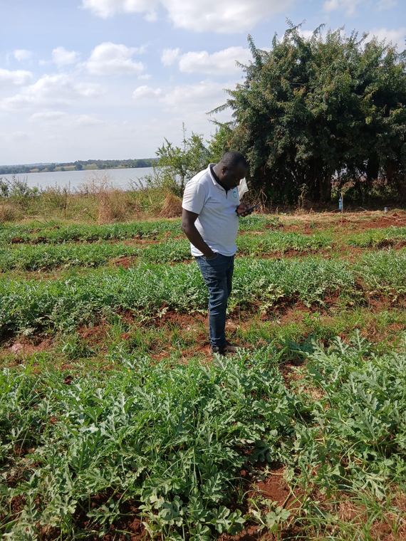 Scouting a field crop for pests and nutrition