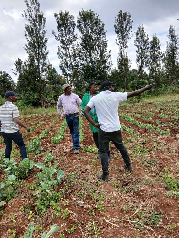 Walking a field to assess crop establishment