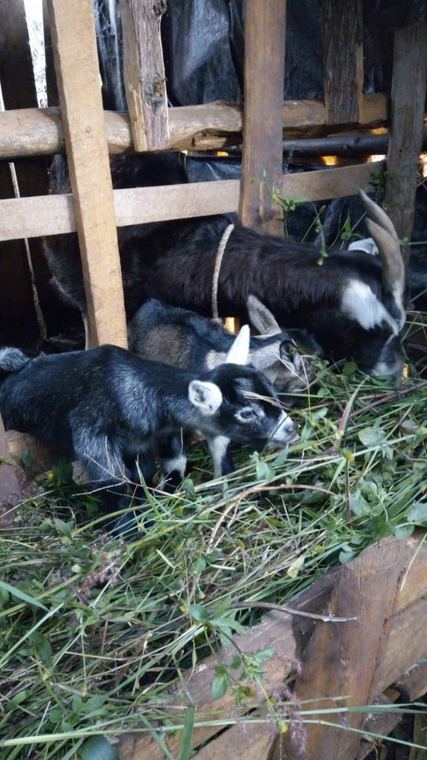 Goats housed in a farm shelter