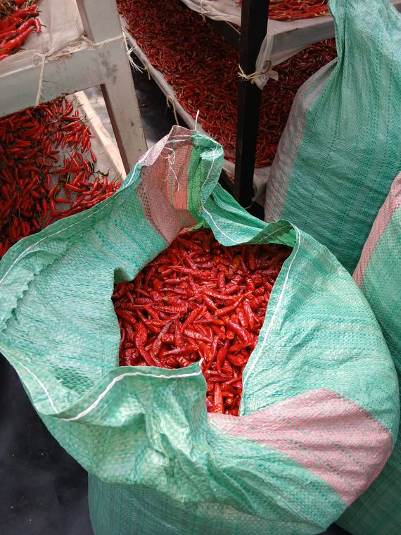 Graded chilli bagged for market
