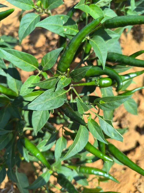 Green chilli maturing on the plant