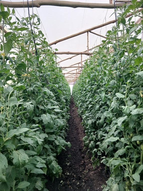 A trellised crop trained under greenhouse cover