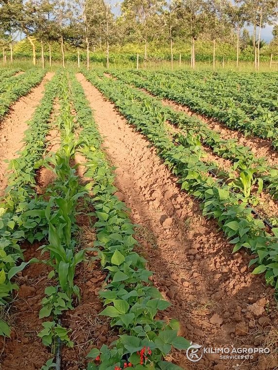 Choice Farm, Kitengela, Kenya