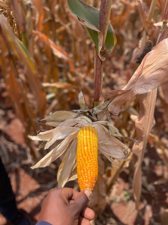 A maize cob opened to check grain fill