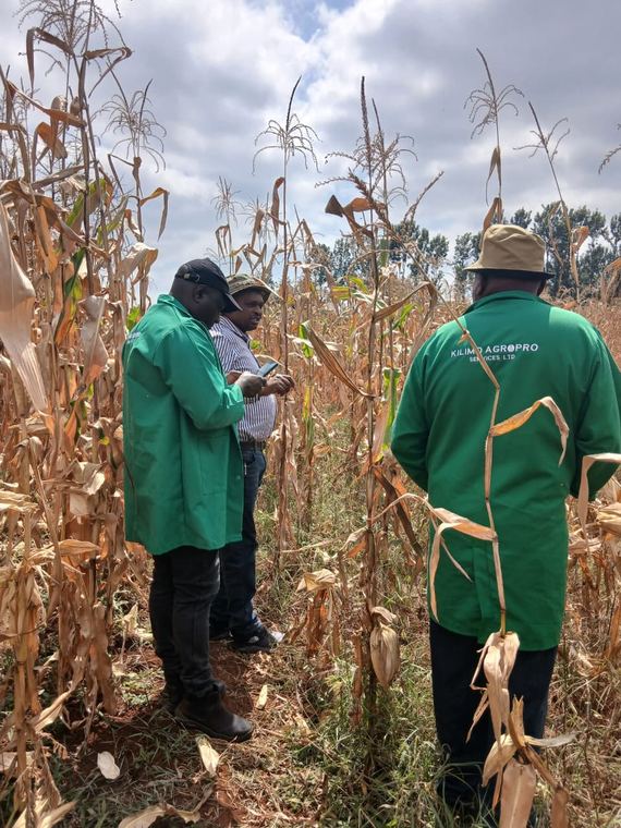 Assessing a maize crop at the end of season
