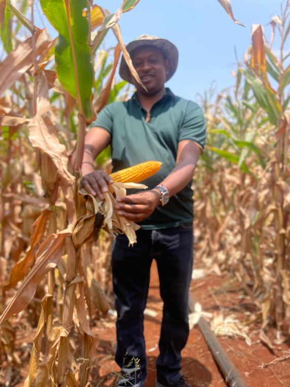 Checking maize at harvest maturity