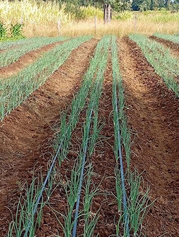 An onion crop establishing on ridges