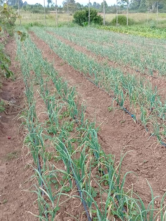 An onion crop under drip irrigation