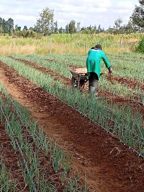 Field operations in an onion crop