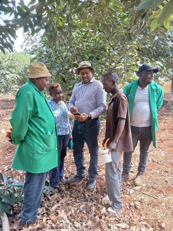 A group training walk through an orchard