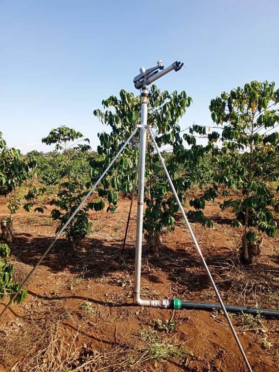 A sprinkler serving a young orchard
