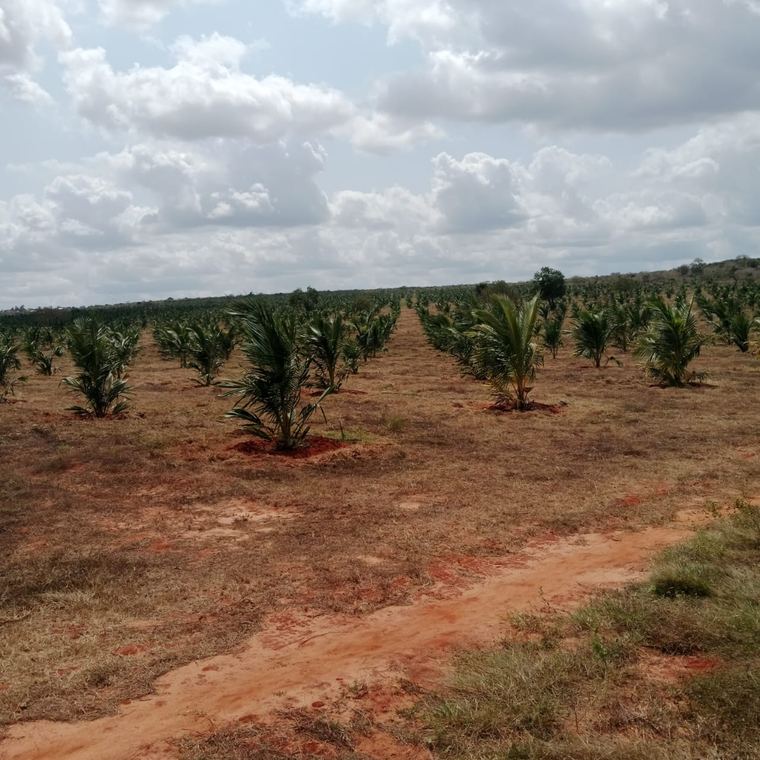 A young palm orchard on developed land