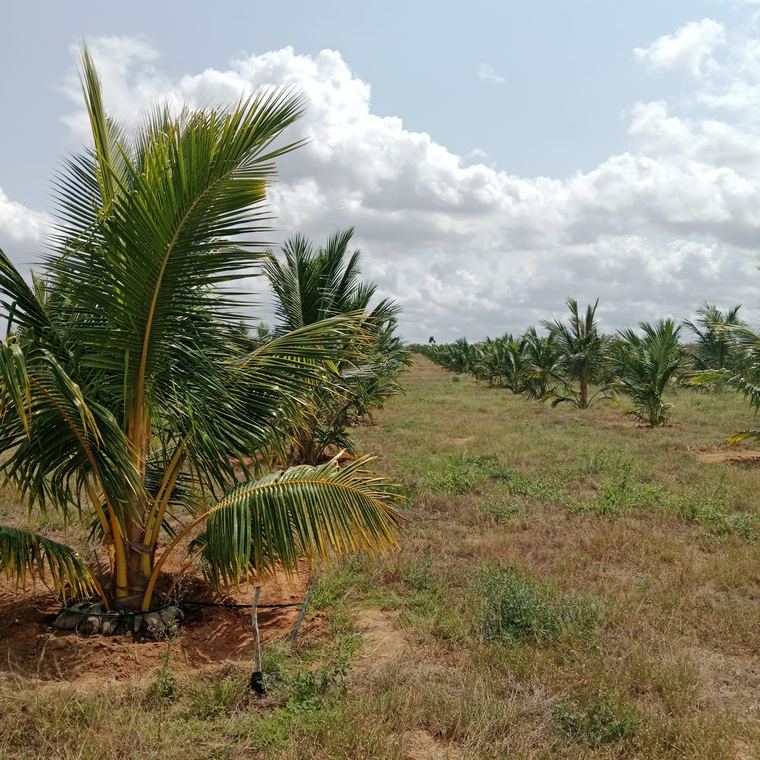 Palms establishing on a developed block