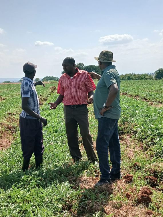 Discussing crop performance in a potato field