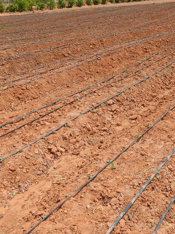 Drip layout across freshly prepared land