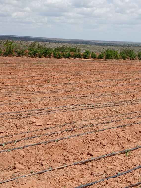 Newly opened land prepared for cropping