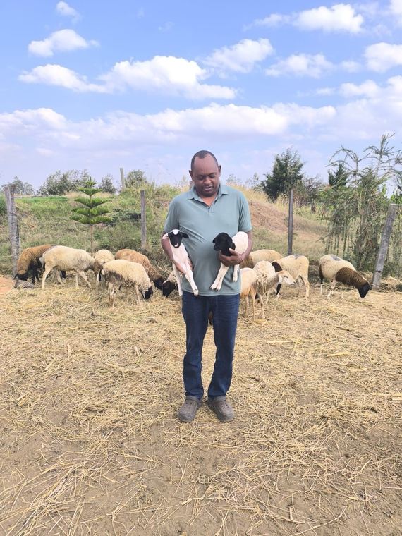 Managing a sheep flock on farm