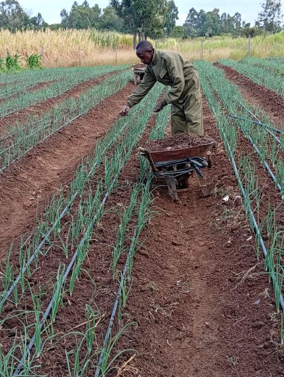 Skilled field staff at work on an onion crop
