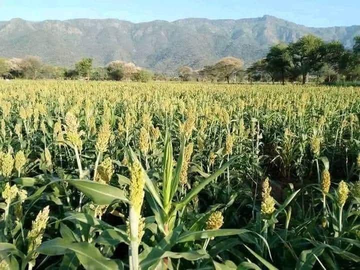 A sorghum crop in head, with hills behind