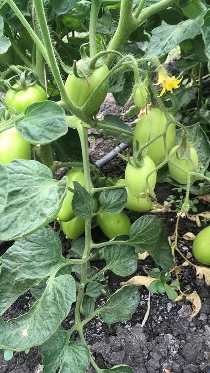 Tomato fruit set on a staked crop