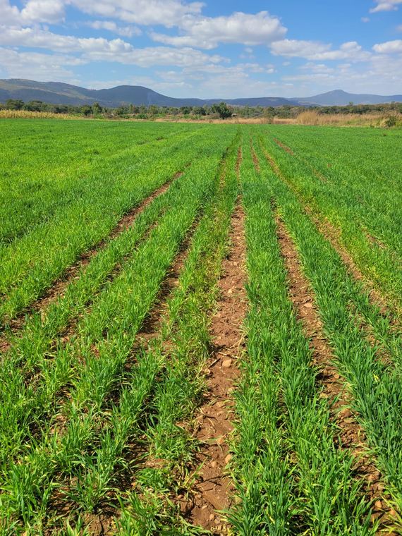 Young cereal trial rows on prepared ridges